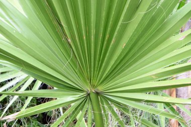 Palmiye yaprakları dokusu