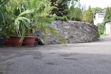 bahçede bir tencerede palmiye