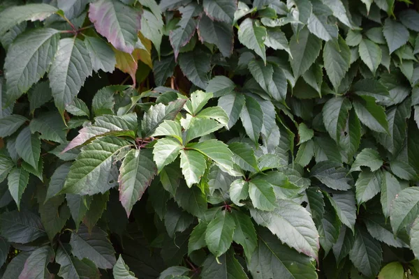 bitkiler ile yeşil duvar