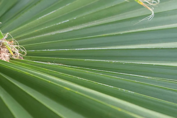 Palm leaves texture — Stock Photo, Image