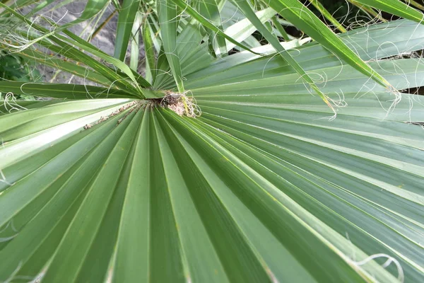 Пальмового листя текстури — стокове фото
