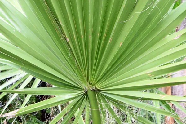 Palmiye yaprakları dokusu
