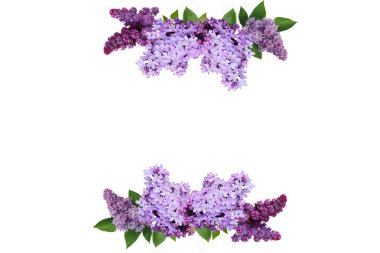 izole leylak bahar çiçek