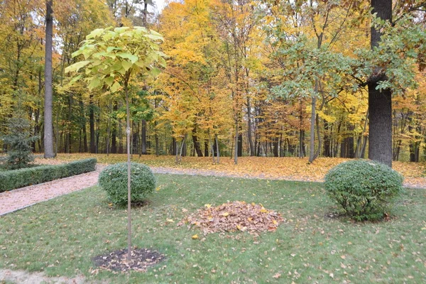 Malerischer Blick Auf Den Stadtpark Herbst — Stockfoto