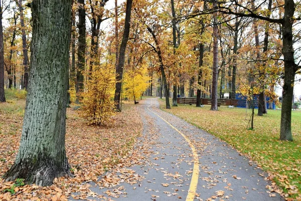 Herbst, Park, Wald, Bäume, Herbst, Natur, Baum, Straße, Landschaft, Blätter, Weg, Grün, Laub, Blatt, Gelb, Jahreszeit, Allee, Gras, Sonnenlicht, Sonne, Holz, Weg, im Freien, Frühling, Wald, Herbstpark, Winter, wild, Wasser, landschaftlich, Landschaft, Szene, Fluss, re — Stockfoto