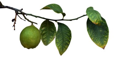 Kıbrıs turunçgilleri beyaz arka planda izole