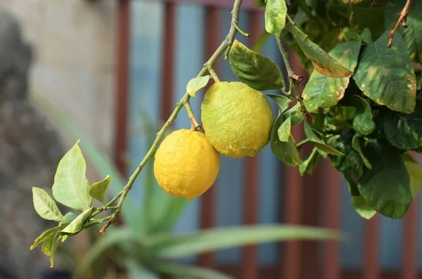 Citrus Tree Garden Cipro — Foto Stock