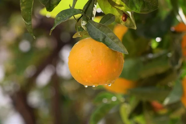 Citrusboom Tuin Cyprus — Stockfoto