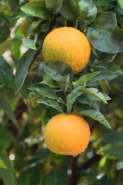 Citrus Tree Garden Kyproksella — kuvapankkivalokuva