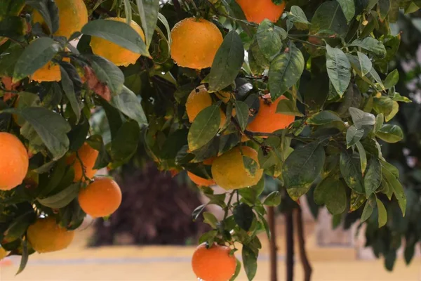 Citrus Tree Garden in Cyprus