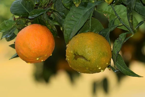 Citrus Tree Garden Cyprus — Stock Photo, Image