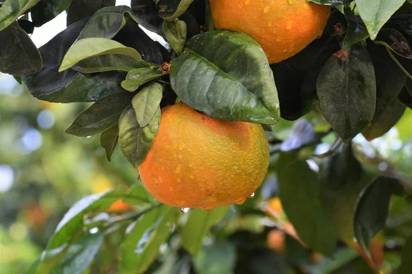 Citrus Tree Garden Cyprus — Stock Photo, Image