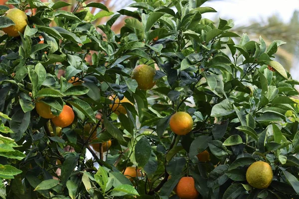 Citrus Tree Garden Cyprus — Stock Photo, Image