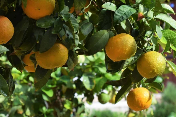 Citrus Tree Garden Cyprus — Stock Photo, Image