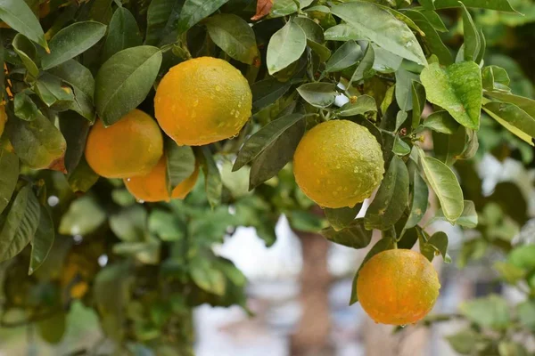 Kıbrıs Taki Citrus Ağaç Bahçesi — Stok fotoğraf