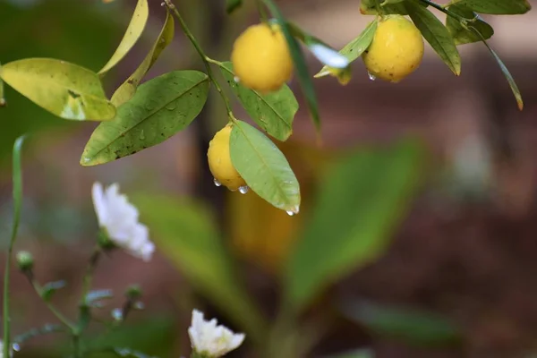 Citrus Tree Garden Cyprus — Stock Photo, Image