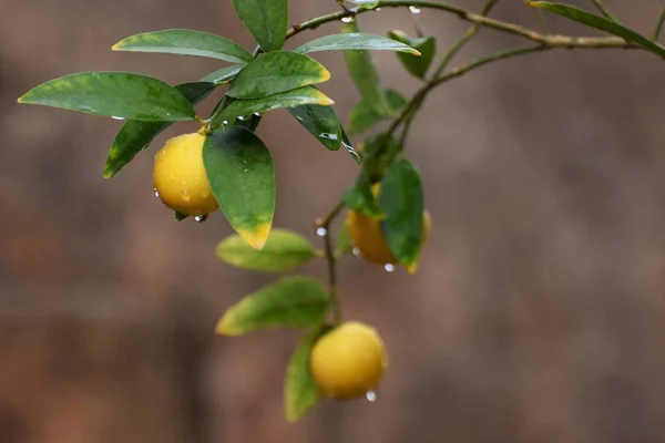 Citrus Tree Garden Chipre — Fotografia de Stock