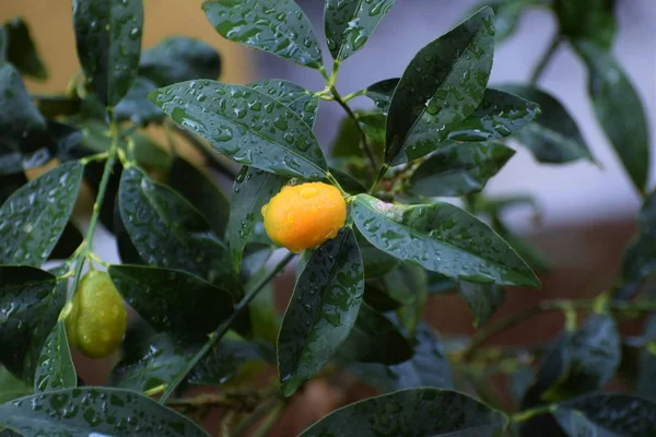 Kıbrıs Taki Citrus Ağaç Bahçesi — Stok fotoğraf
