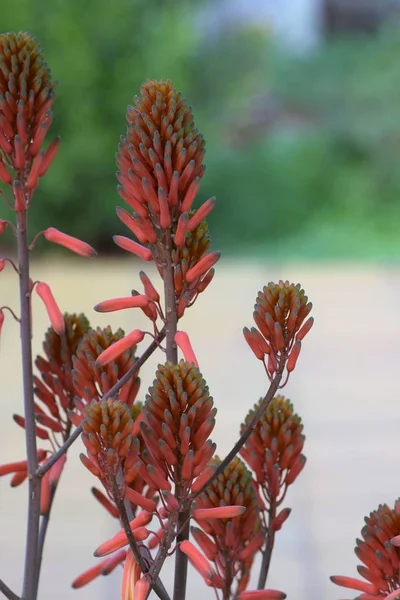 Aloe Vera Kwiat Ogród Cypr — Zdjęcie stockowe