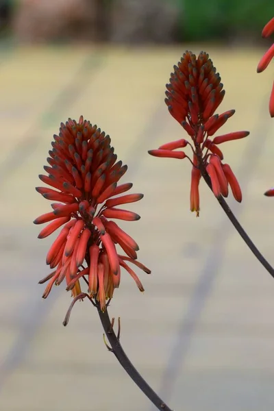 Aloe Vera Flower Garden Cyprus — Stock Photo, Image