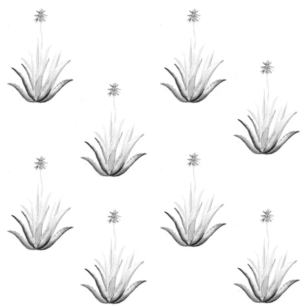 Aloe Vera Plant Art Illustration — 스톡 사진