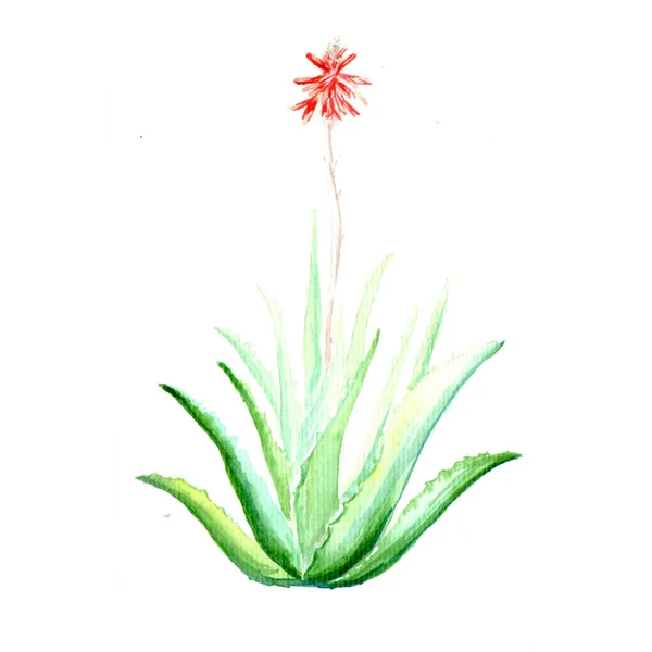 Aloe Vera Plant Art Illustration — Stock fotografie