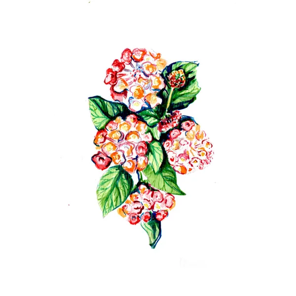 Verão Vintage Flor Arte Ilustração — Fotografia de Stock