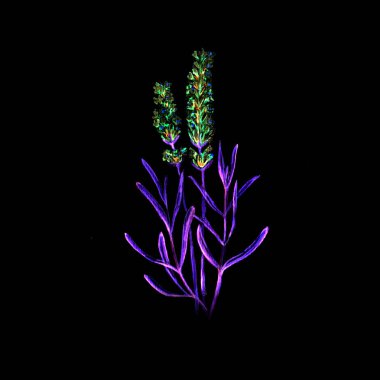 Lavanta Çiçeği Suluboya Çizim Çizimi