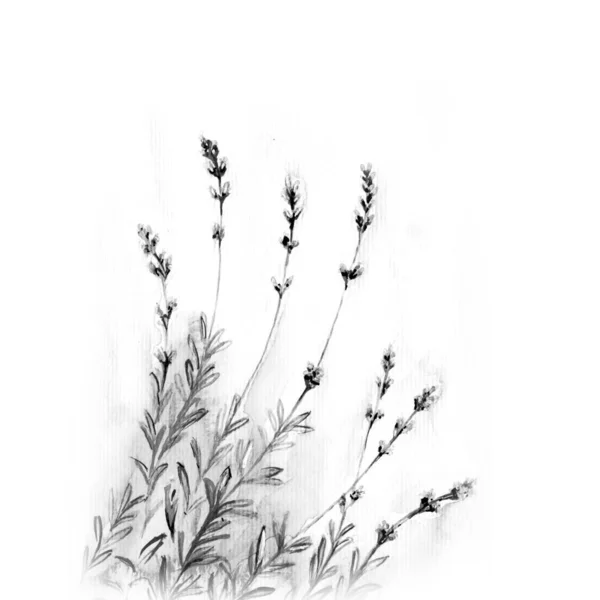 Lavender Flower Watercolor Drawing Illustration — Stock Photo, Image