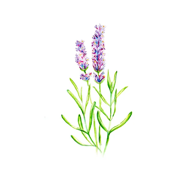 Λεβάντα Λουλούδι Ακουαρέλα Σχέδιο Εικονογράφηση — Φωτογραφία Αρχείου