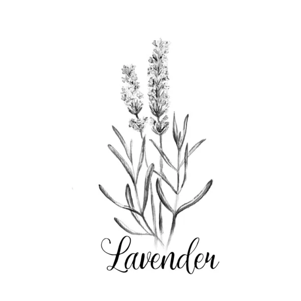 Lavanta Çiçeği Suluboya Çizim Çizimi — Stok fotoğraf