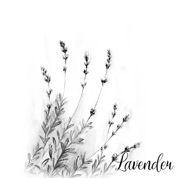 Lavendel Blomma Akvarell Ritning Illustration — Stockfoto