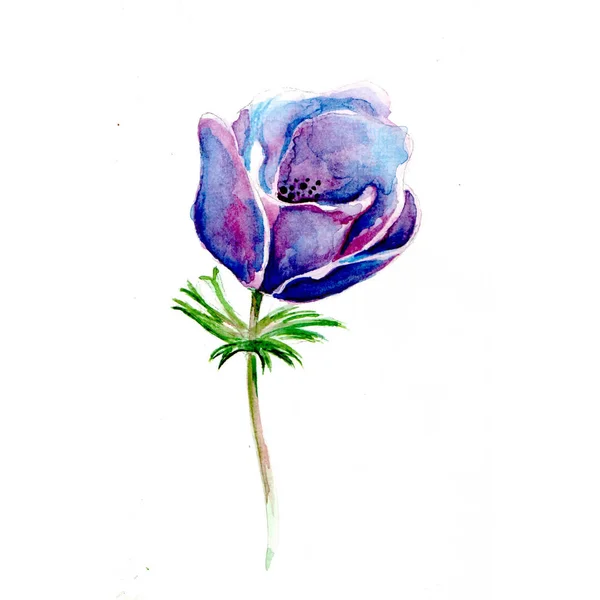 Blå Blomma Akvarell Bakgrund Illustration — Stockfoto
