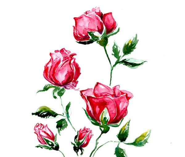 赤いバラの水彩画イラスト — ストック写真