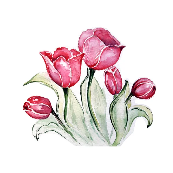 Mooie Tulpen Aquarel Art Illustratie — Stockfoto