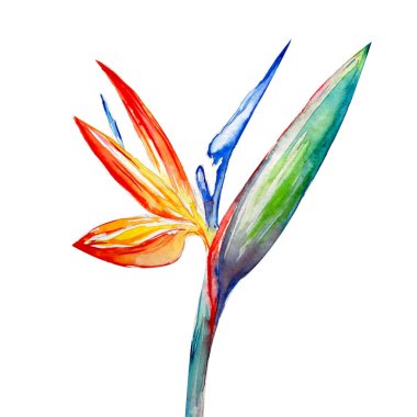 Cennet kuşu, Strelitzia, Sanat, Suluboya Çizim