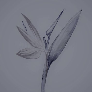 Cennet kuşu, Strelitzia, Sanat, Suluboya Çizim