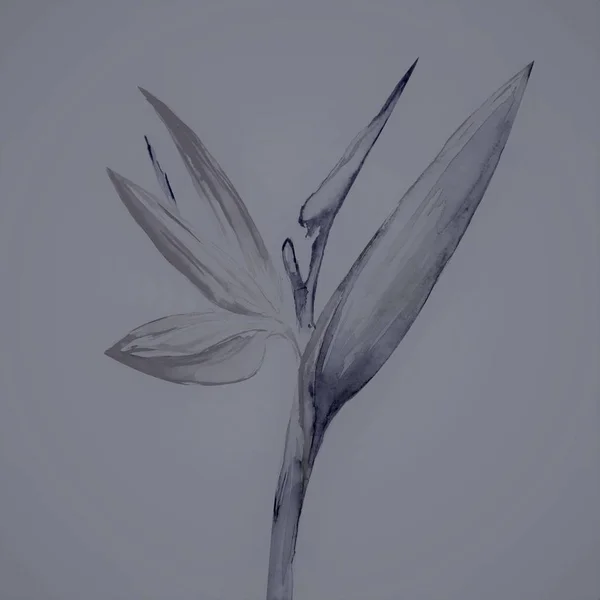 Цветок Райской Птицы Стрелиця Искусство Акварель — стоковое фото