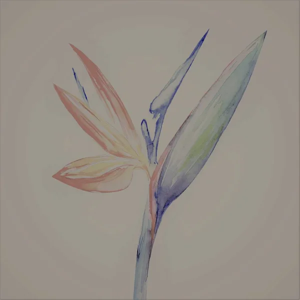 Pássaro Paraíso Flor Strelitzia Arte Watercolor Ilustração — Fotografia de Stock