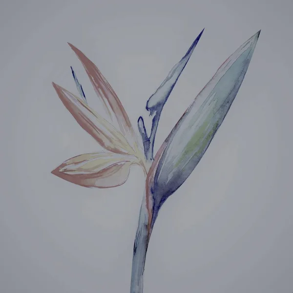 Pássaro Paraíso Flor Strelitzia Arte Watercolor Ilustração — Fotografia de Stock