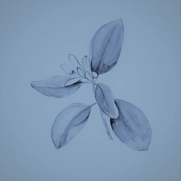 Lemon Kwiat Akwarela Sztuka Ilustracja — Zdjęcie stockowe