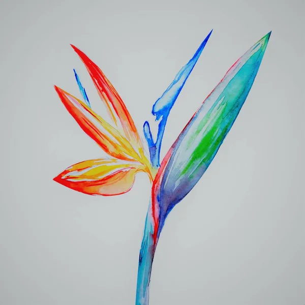 Bird Paradise Flower Strelitzia Τέχνη Ακουαρέλα Εικονογράφηση — Φωτογραφία Αρχείου