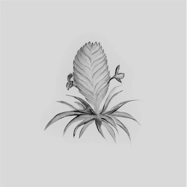 Tillandsia Flower Art Watercolor Illustration — Stock Photo, Image