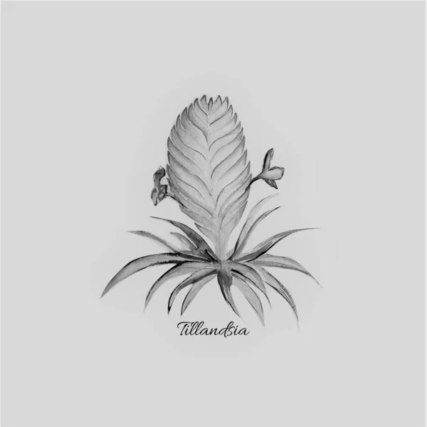 Tillandsia Λουλούδι Τέχνη Ακουαρέλα Εικονογράφηση — Φωτογραφία Αρχείου