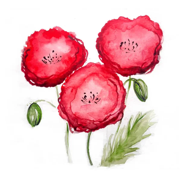Röd Vallmo Akvarell Blomma Konst Illustration — Stockfoto