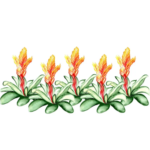 Красивая Иллюстрация Ботанического Искусства Тропических Цветов — стоковое фото