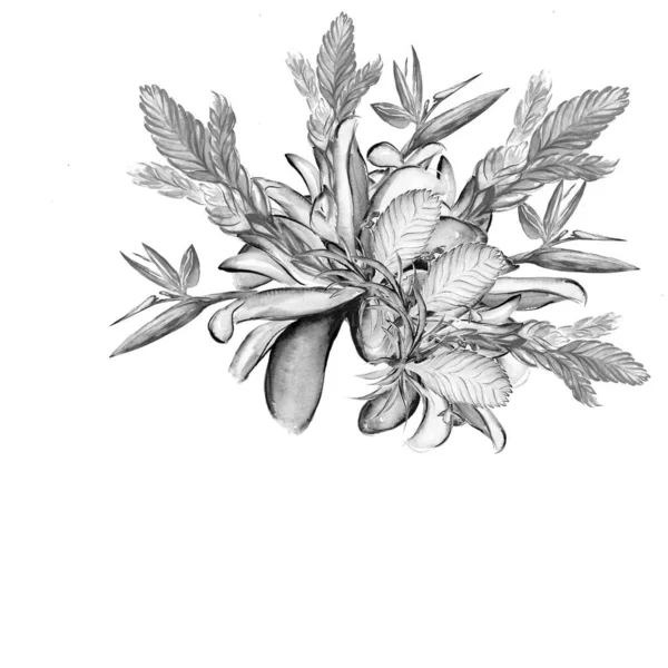 Красива Ілюстрація Тропічної Квіткової Ботаніки — стокове фото