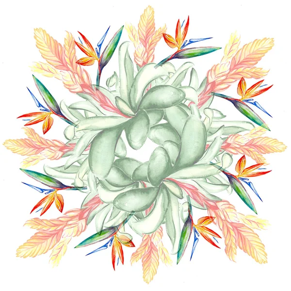 Όμορφη Τροπική Λουλούδι Βοτανική Τέχνη Εικονογράφηση — Φωτογραφία Αρχείου
