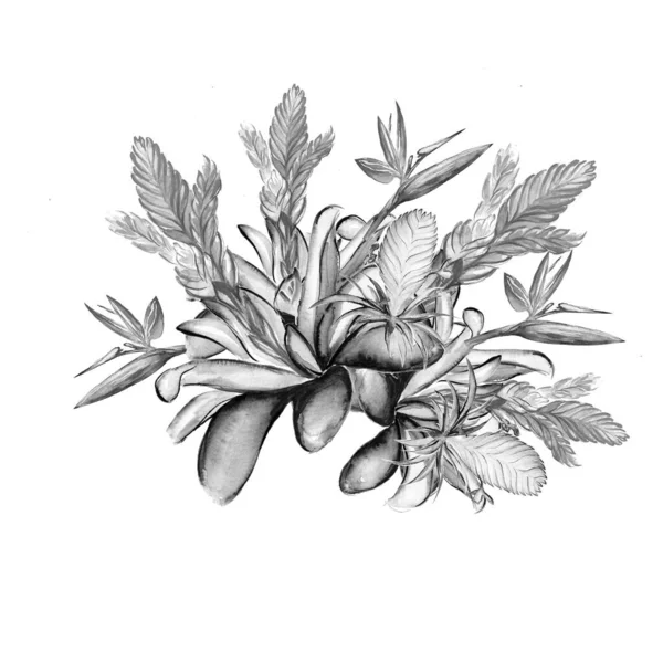 Botanical drawings 2024