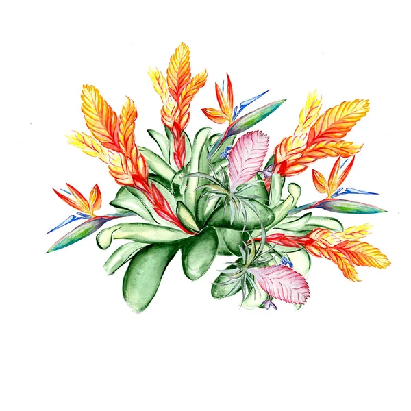 Bellissimo Fiore Tropicale Botanica Arte Illustrazione — Foto Stock